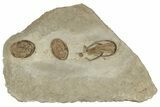 Two Apatokephalus Trilobites With Asaphellus - Fezouata Formation #209717-4